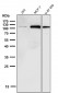 Anti-NALP3 NLRP3 Rabbit Monoclonal Antibody